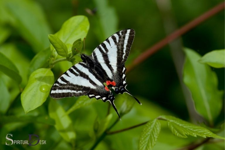 Duchovní význam motýla Zebra Swallowtail