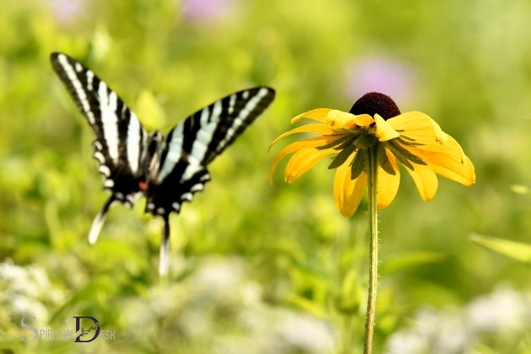 Spatření samice motýla Zebra Swallowtail Present Duchovní význam