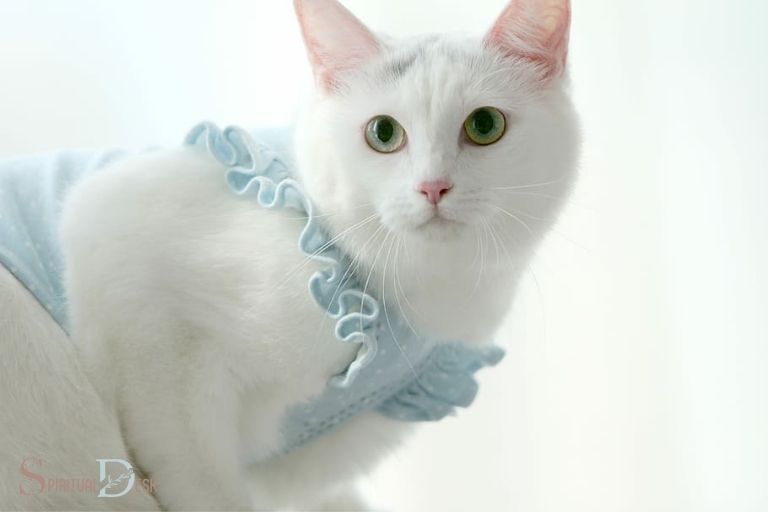 Korejská bílá kočka Duchovní význam: Čistota &amp;; Pozitivita!