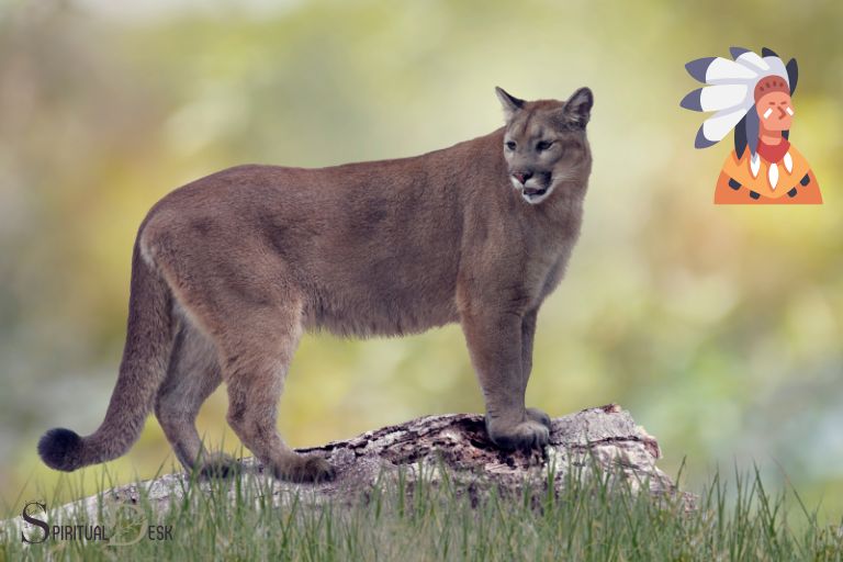 Duchovní význam Puma Native American
