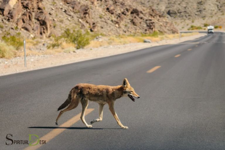 Duchovní význam Coyote Raccoon Crossing Your Path (Kojot mýval)