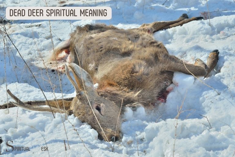 Duchovní význam mrtvého jelena Co potřebujete vědět!
