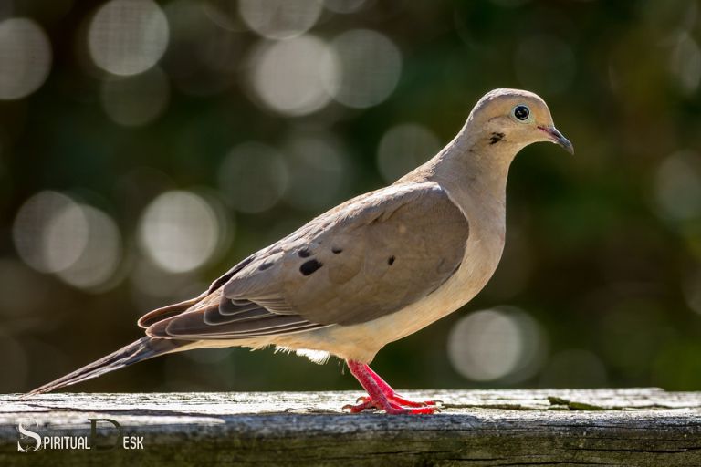 Duchovní význam holubice na okenním parapetu