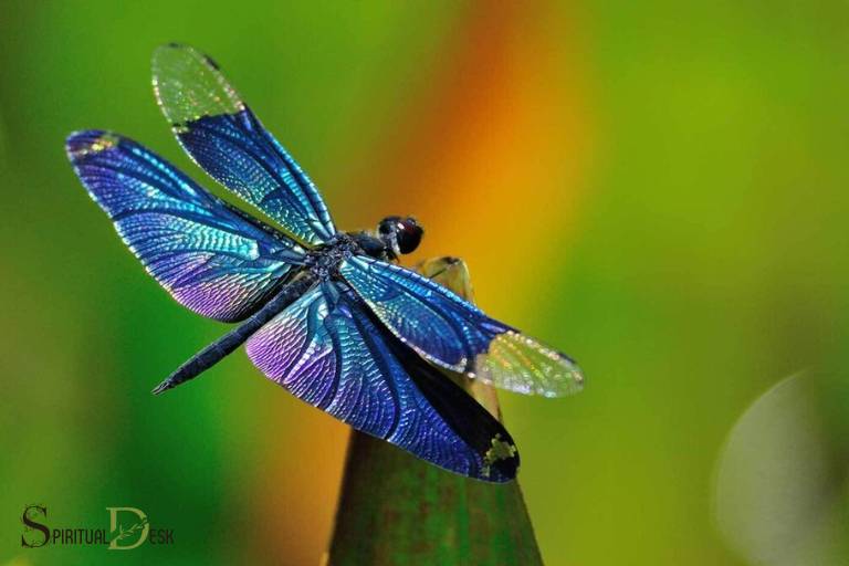 Duchovní význam modré vážky