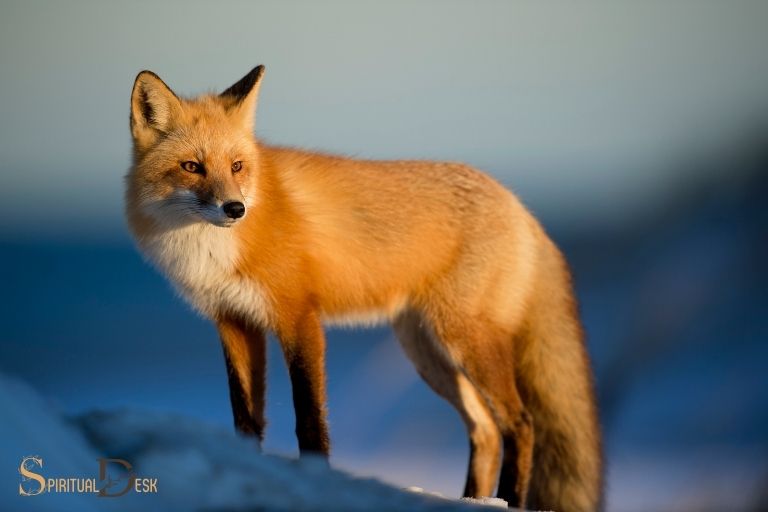 Duchovní význam lišky
