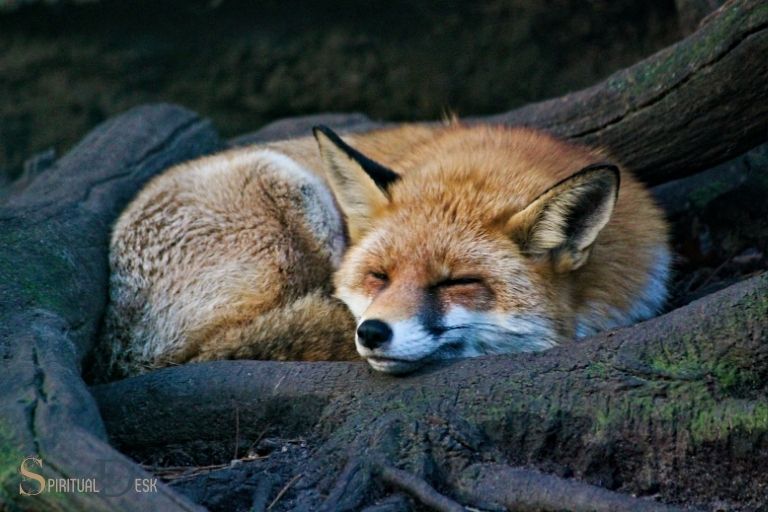 Duchovní význam lišky ve snu