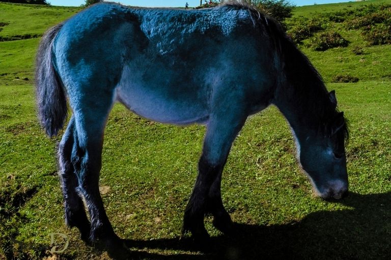 Duchovní význam modrého koně