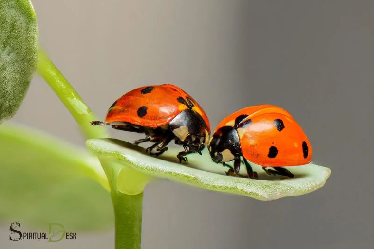 Ladybug Duchovní význam Twin Flame: Odhalení pravého významu