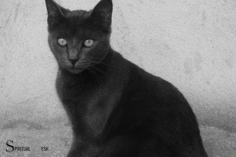 jaký duchovní význam má setkání s černou kočkou?
