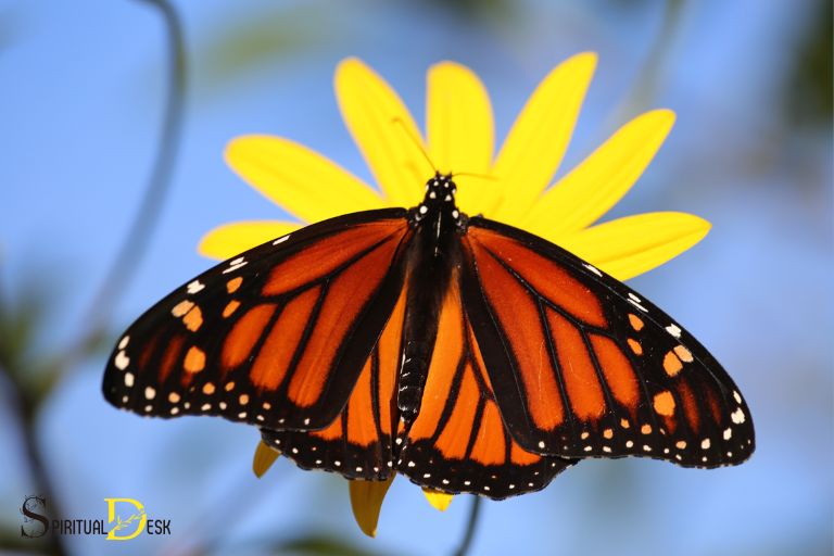 jaký duchovní význam má pozorování motýla monarchy?