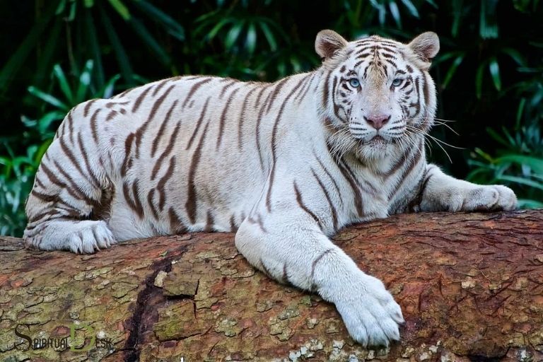 Duchovní význam bílého tygra