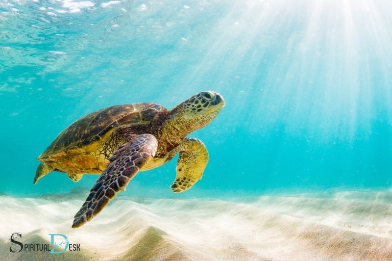 Duchovní význam mořské želvy