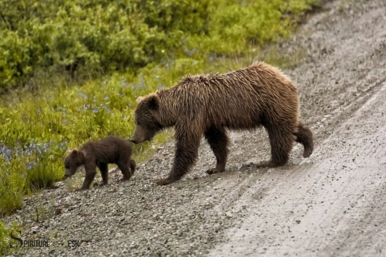 Åndelig betydning av bjørn som krysser din vei
