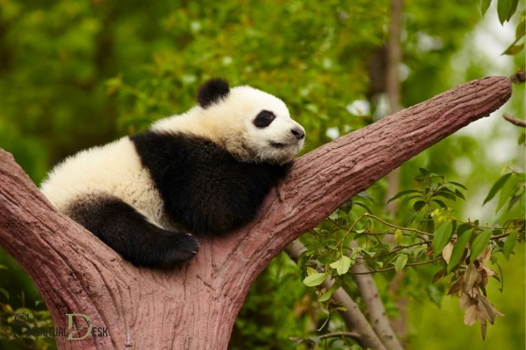 Duchovní význam medvěda pandy