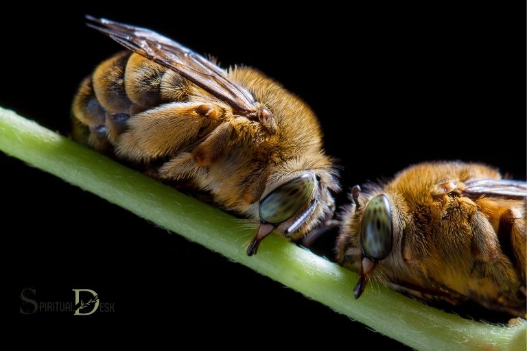 테디베어 꿀벌 영적 의미