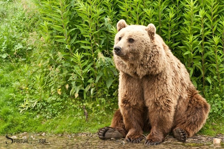 Duchovní význam medvěda kodiaka