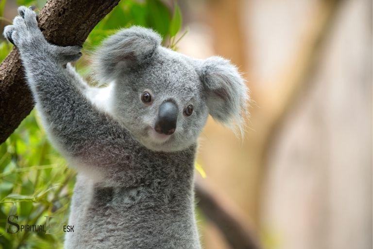 Koala Bear Duchovní význam