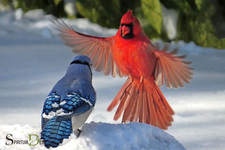 Den spirituelle betydning af at se en blå kærhøg og en kardinal sammen