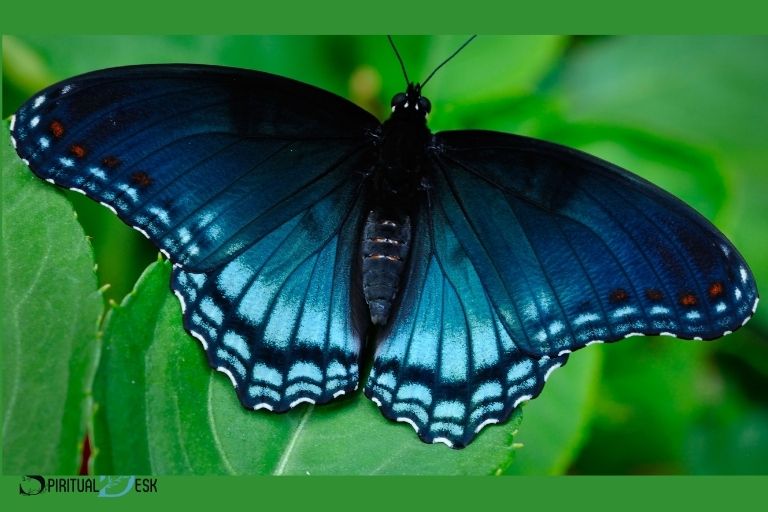 Blue Monarch Butterfly Esanahi espirituala