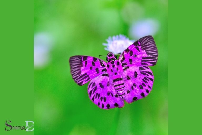 Fialový motýľ Duchovný význam