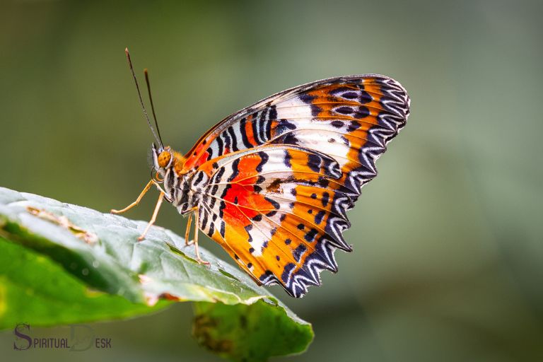Duhovno značenje leptira Ljubav