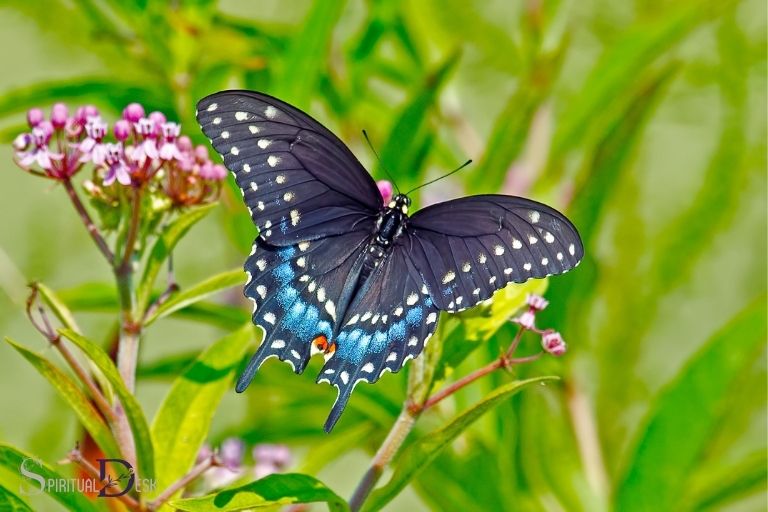 Swart swaeltjie-vlinder geestelike betekenis: Verduidelik