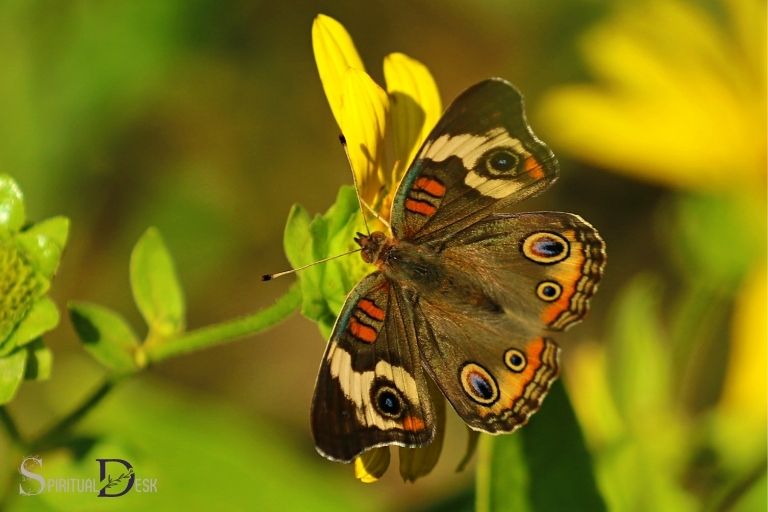 Buckeye Butterfly zentzu espirituala