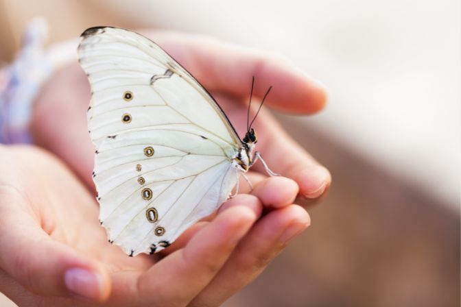 White Butterfly Křesťanský duchovní význam