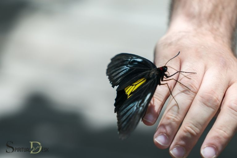 Духовното значение на пеперудата, която каца върху вас