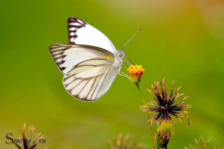 Духовне значення білого метелика