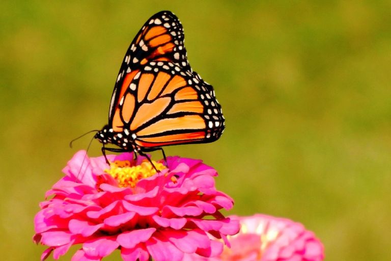 Monark-sommerfugl - et spirituelt dyr