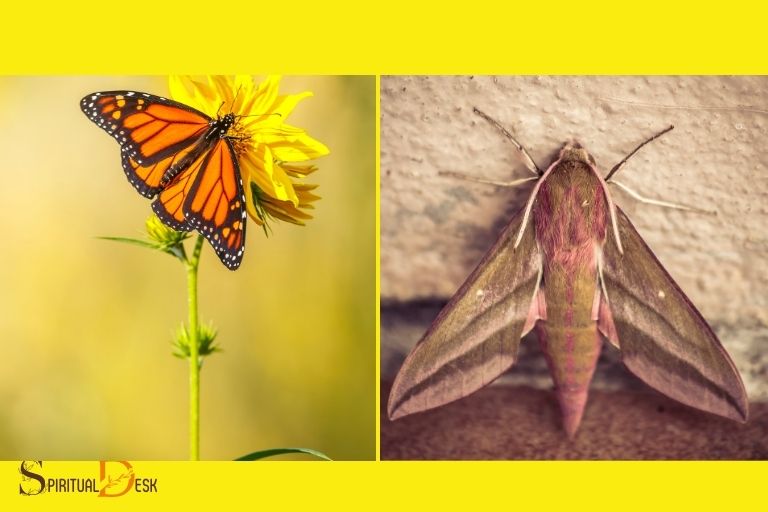 Åndelig betydning av sommerfugler og møll