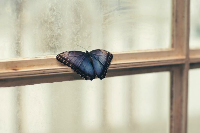 کوبیدن پروانه بر روی شیشه جلو روحانی