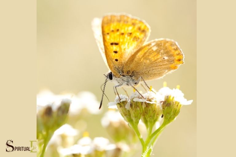 Golden Butterfly Significado espiritual: explica