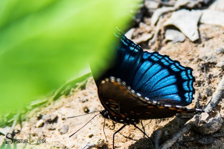 검은색과 파란색 나비 영적 의미