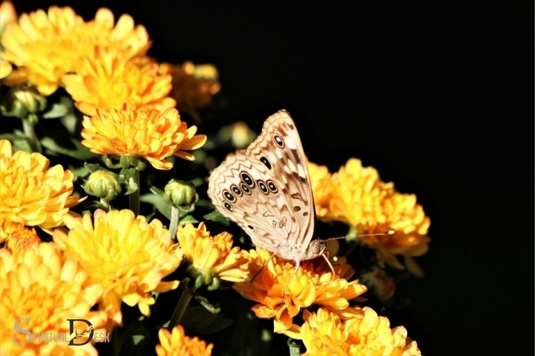 Hackberry Butterfly Butterfly semnificație spirituală