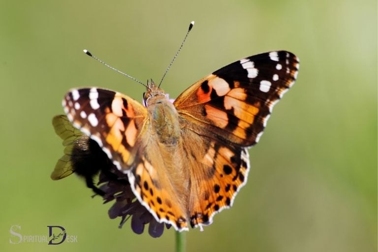 Geverfde Lady Butterfly Geestelike Betekenis: Verduidelik