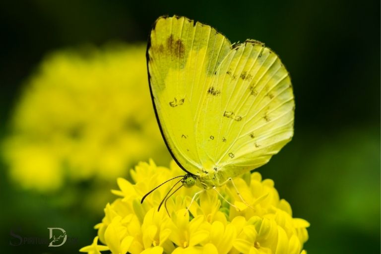 Spirituel betydning af gul sommerfugl