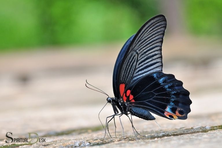 Sort sommerfugl spirituel betydning: Transformation og skønhed
