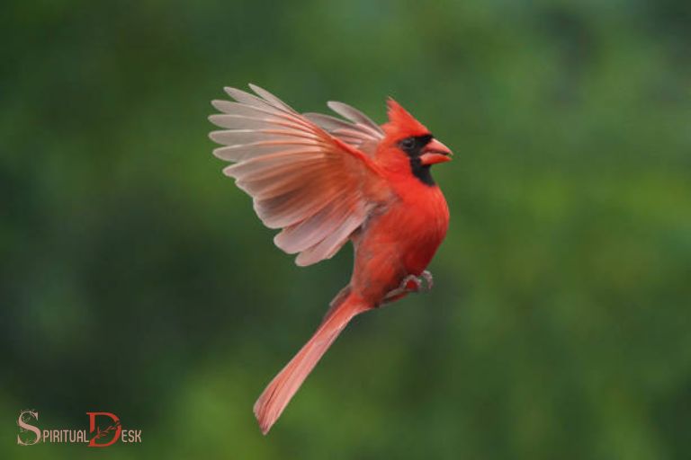 ຄວາມຫມາຍທາງວິນຍານຂອງການເບິ່ງ Cardinal ບິນກັບຄືນໄປບ່ອນແລະອອກໄປ
