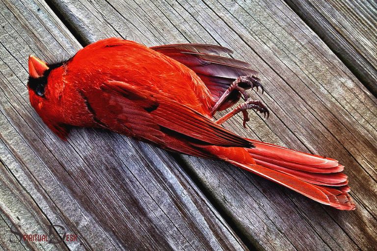 Spirituelle Bedeutung des toten Kardinals