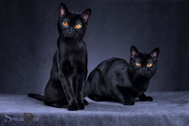 Gatos negros Protectores espirituales