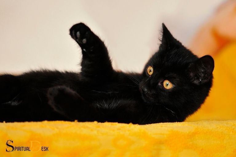 Černá kočka s bílými tlapami Duchovní význam