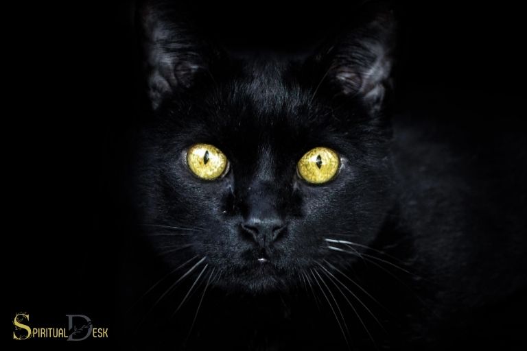 Duchovní význam černé kočky Žluté oči