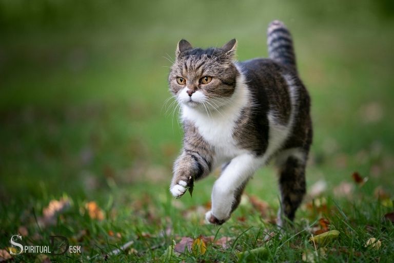 دویدن بر روی گربه معنای معنوی