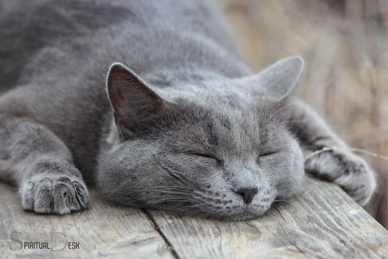 Den spirituelle betydning af grå katte i drømme