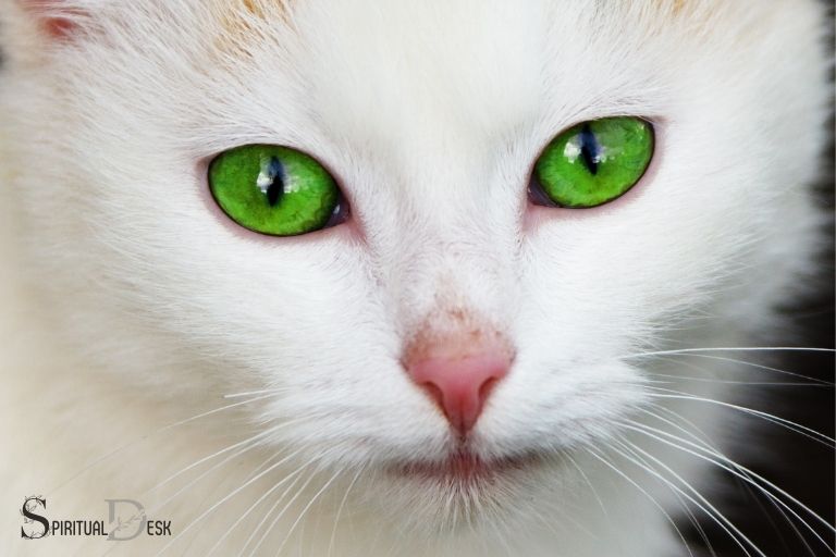 گربه با چشمان سبز معنای معنوی
