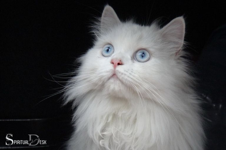 흰 고양이 꿈 영적 의미