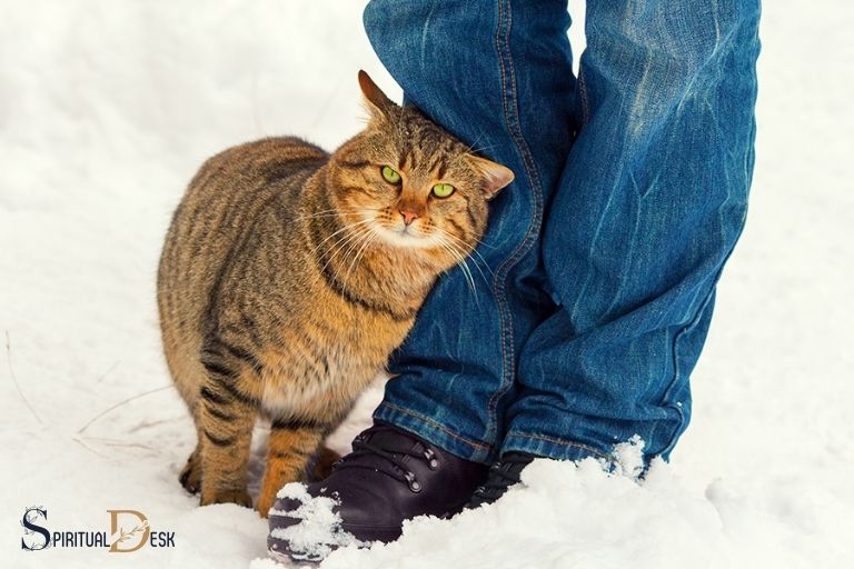 Proč se toulavé kočky otírají o vaše nohy Duchovní význam