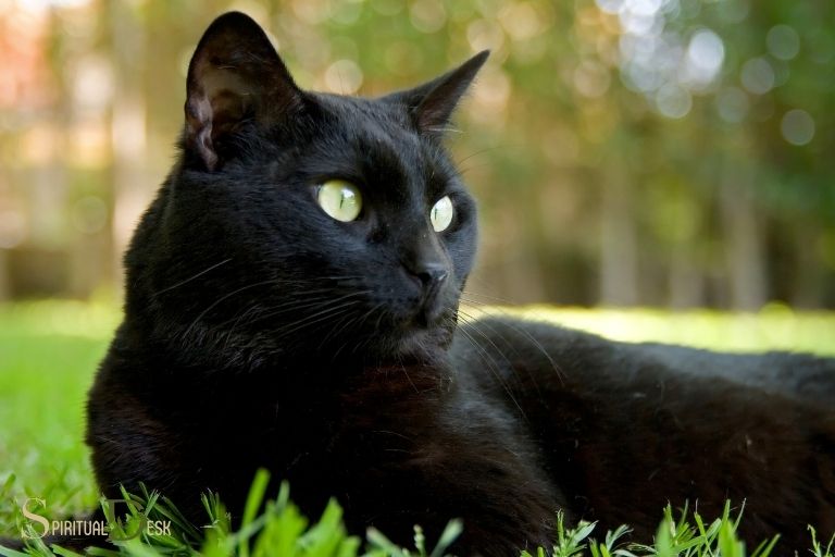 Gwrach Gwarchod Ysbrydol Black Cat